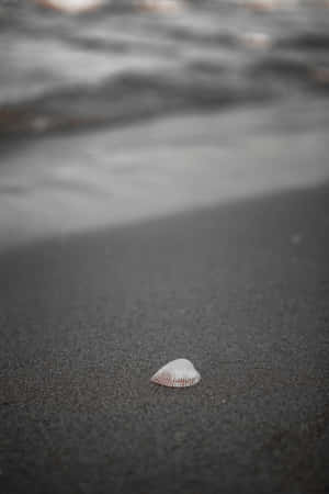 深色濕沙上靠近海浪的小白色貝殼。 — 小米Pad 壁紙