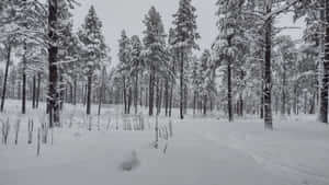 寂靜冬日森林中積雪的松樹。 — 森林 壁紙