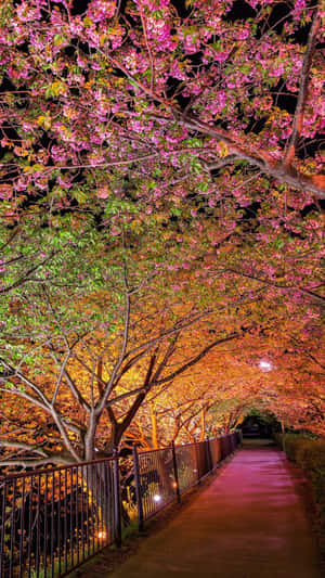 夜間在粉紅色櫻花樹冠下的一條明亮小徑。 — 春天 壁紙