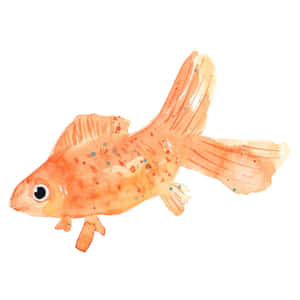 一幅金魚的水彩插圖，帶有橙色和藍色斑點。