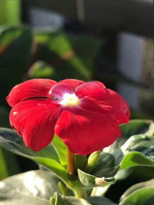 一朵紅花，露珠在陽光下閃耀，被綠葉環繞。