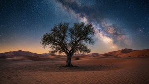 沙漠中的一棵孤樹，在可見銀河的星空夜空下。 — 夢境 GIF 壁紙
