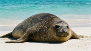 一隻海豹在清澈藍色海水的熱帶海灘上閒逛。