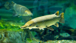 兩條雀鱔在清澈的水中游過岩石和綠色植物。 — 魚 壁紙