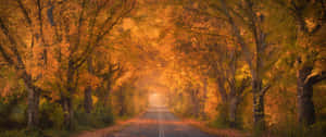 一條兩旁種滿橙色秋樹的道路，在金色光芒中閃耀。