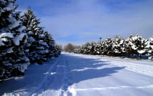 在清澈藍天下，兩旁種滿常綠樹的雪路。