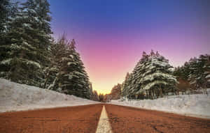 在色彩繽紛的暮色天空下，兩旁松樹環繞的雪路。 — 道路 壁紙