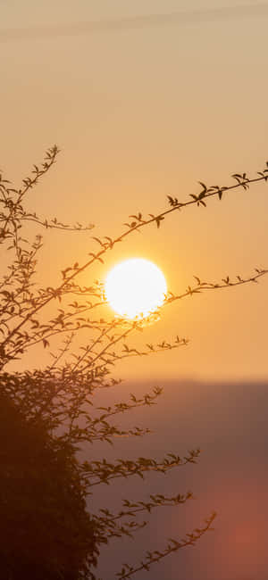 夕陽落在樹枝後，溫暖的橙色天空