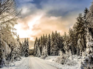 白雪覆蓋的森林小徑，兩旁是結霜的樹木，在金色日落天空下。 — 森林 壁紙