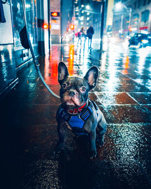 法國鬥牛犬穿著胸背帶，在夜晚潮濕的城市街道上，燈光閃爍。