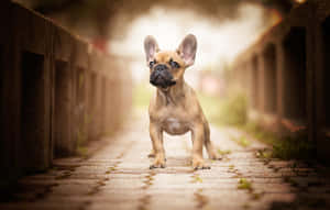 一隻淺黃色法國鬥牛犬幼犬站在混凝土屏障之間的鵝卵石小徑上。