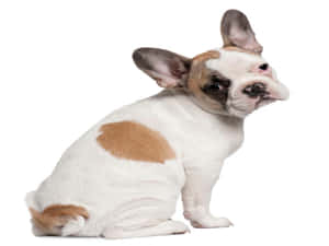 一隻白色和棕褐色法國鬥牛犬幼犬坐著，好奇地看向旁邊。