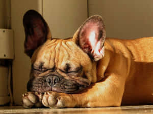 一隻法國鬥牛犬喺室內陽光中閉眼睡覺。