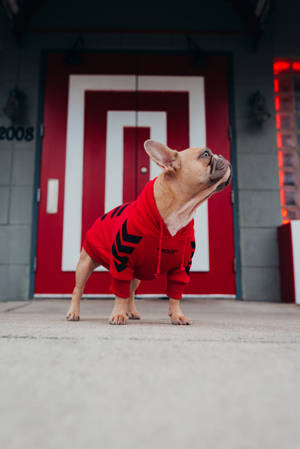 法國鬥牛犬穿著紅色連帽衫站在紅門前