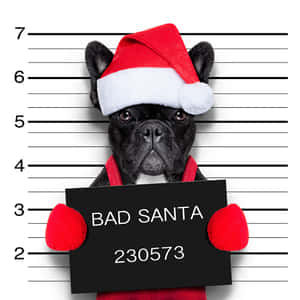 黑色法國鬥牛犬戴聖誕帽，以證件相姿勢拿著「BAD SANTA」牌子。 — 狗 壁紙