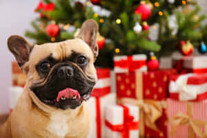 一隻法國鬥牛犬伸出舌頭，坐喺聖誕樹同禮物前面。 — 聖誕樹 壁紙