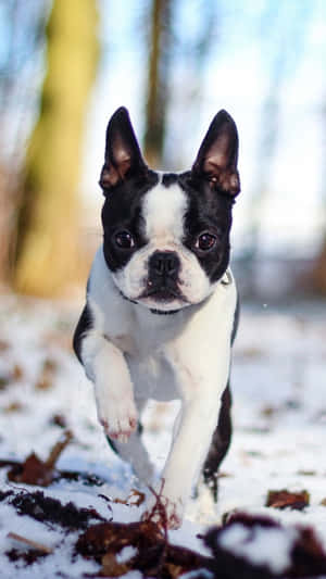 黑白相間的波士頓㹴幼犬在雪地上奔跑，伴有落葉