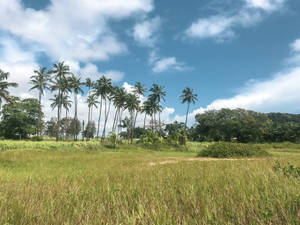 草地上有棕櫚樹，上方是藍天和白雲。 — 棕櫚樹 GIF 壁紙