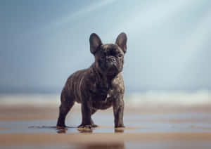虎斑法國鬥牛犬幼犬站在海灘濕沙上，靠近海浪。