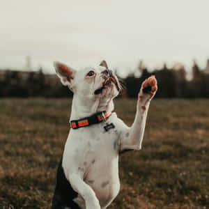 一隻黑白相間的法國鬥牛犬在草地上用後腿站立，戴著一個紅色項圈，上面有一個寫著Opal的標籤。 — 金毛尋回犬 BB GIF 壁紙