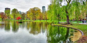 城市公園池塘，有垂柳和秋樹倒映在平靜的水面上，靠近摩天大樓。 — 湖 壁紙