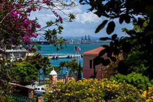 由開花的灌木叢和粉紅色建築物框住的海岸港口場景。