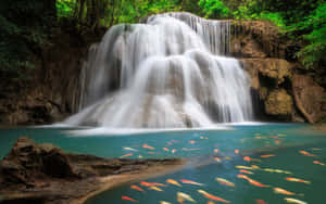 瀑布流入清澈的水池，魚群在岩石和綠植間游動。 — 瀑布 壁紙