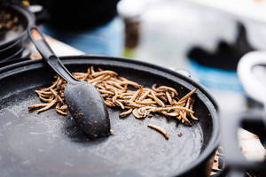 黑色煎鍋同黑色湯匙中嘅油炸昆蟲幼體。
