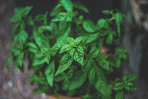 新鮮羅勒植物的特寫，背景模糊