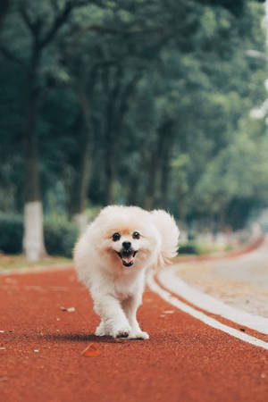 毛茸茸的白色博美犬在公園紅色小徑上奔跑