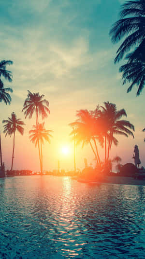 棕櫚樹在夕陽下剪影，泳池水面發光。