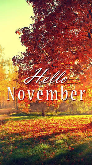 秋樹，紅葉和落葉，在金色的陽光下，帶有「Hello November」文字。