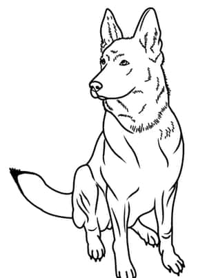 一隻德國牧羊犬以警覺的耳朵和平衡姿態坐著。