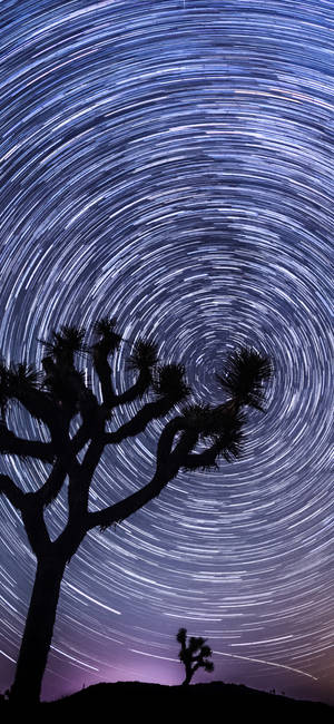 沙漠夜空中，約書亞樹剪影在旋轉星軌下。