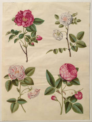四幅插圖玫瑰標本，展示開花同花蕾階段，畫喺奶油色紙上。