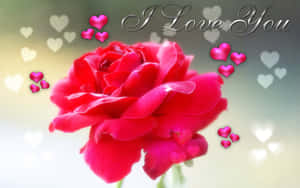 一朵紅玫瑰，帶有漂浮的心形和「I Love You」文字，適合浪漫表達。 — 粉紅 壁紙