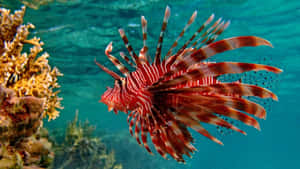 一條紅白獅子魚在碧綠海水中靠近珊瑚游泳。