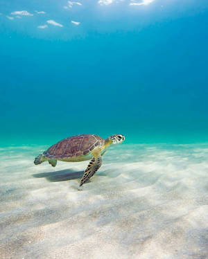 綠海龜在清澈的藍色海水中游過沙質海底。 — 動物 壁紙