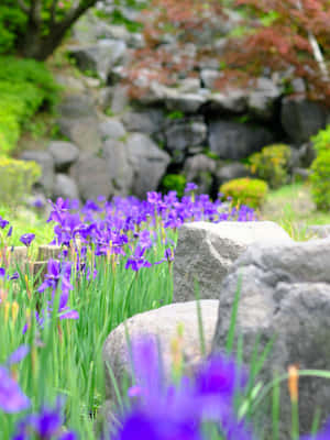 在寧靜的日本庭園中，紫色鳶尾花在灰色石頭旁盛開。