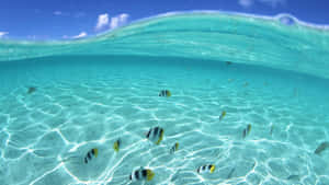 色彩繽紛的魚群在清澈的藍綠色海水中游動，沙底上投射著陽光圖案。 — 水下 壁紙