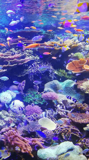 藍色海水下充滿熱帶魚的繁茂珊瑚礁。 — 海洋 壁紙