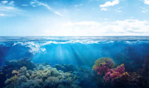 陽光穿過海浪，照耀在色彩繽紛的珊瑚礁上。