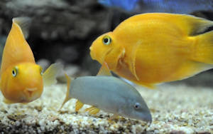 三條魚在礫石底和深色岩石的水族箱中游泳