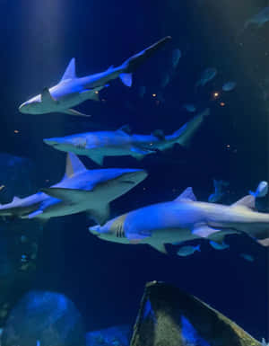 鯊魚在藍色燈光的水族館中與岩石和小魚一起游泳。 — 海洋 壁紙