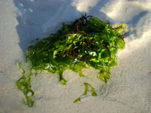 新鮮的綠色海藻帶有紅色絲線，在明亮的陽光下躺在白色沙灘上。 — 海浪 壁紙