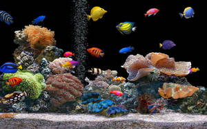 色彩繽紛的熱帶魚和珊瑚在一個有上升氣泡的熱鬧水族箱中。