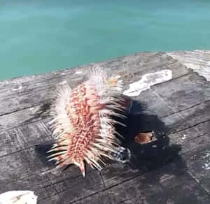 帶刺的橙白色海洋生物在風化的木製碼頭上，靠近碧綠色的海水。