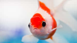 一條橙白色金魚在水中游動的特寫。