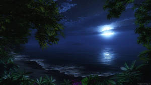 月光反射在平靜的海面上，夜晚被深綠色的樹葉環繞。