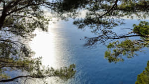 透過松樹枝條觀看平靜的藍色大海，陽光在水面上反射。